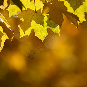 户外树枝上的秋叶图片