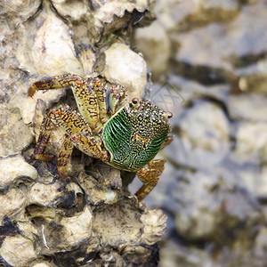 绿螃蟹坐在石头上关海岸有色腿图片