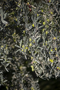 土耳其分行绿色橄榄惊慌片Green橄榄希腊种植园自然图片