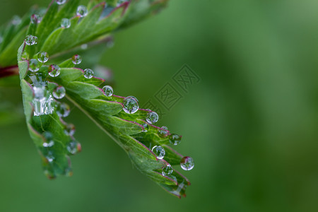 花园植物学绿色朵上露水滴的刺激宏花瓣图片