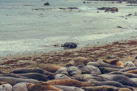 野生动物户外海豹美国加利福尼亚海岸狮享受着一天的快乐图片