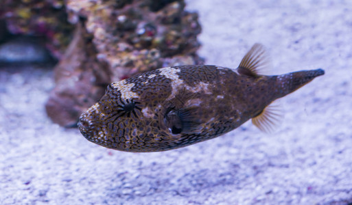 糖生活婴儿幼年海豚鱼一个年轻的水族馆宠物肖像图片