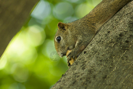 毛皮一只小松鼠爬上高的树坚果尾巴红色的图片