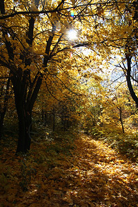 宁静秋林阳光明媚的一天叶子木头图片