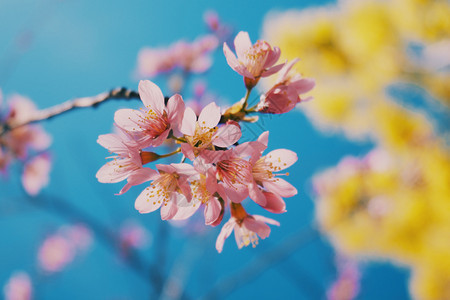 樱桃花和蓝天空背景颜色花瓣图片