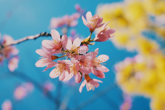 樱桃花和蓝天空背景颜色花瓣图片