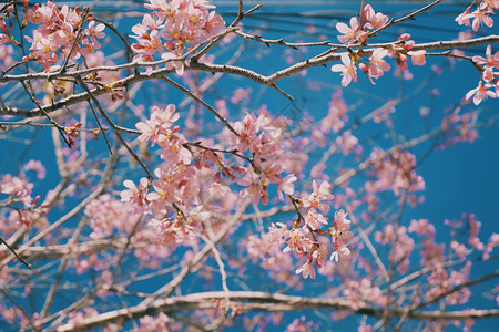 花的日本人叶子樱花和蓝天空背景图片
