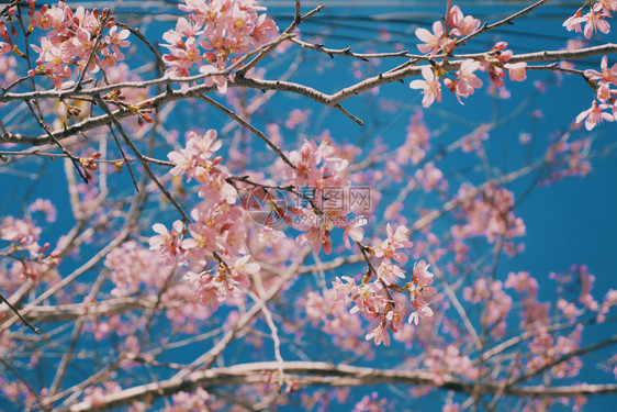 花的日本人叶子樱花和蓝天空背景图片