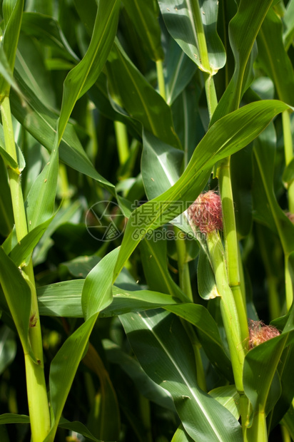 稀饭夏季关闭一家年轻的玉米厂粮食行业图片
