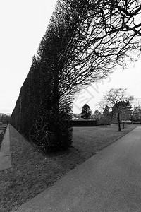 自然衬套拱苏格兰爱丁堡皇家植物园的黑白长灌木栅栏在爱丁堡Edinburgh的皇家植物园中一棵树远在人行道边对面图片