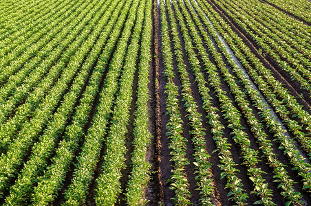 种植园乡村的根马铃薯和茄子灌木的农田景观地表重型灌溉系统农业工综合经营鸟瞰图美丽的乡村农田种植食物图片