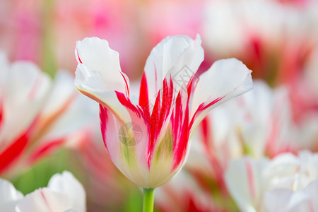 开花双色荷兰郁金香田中的一朵白色红郁金香春天图片