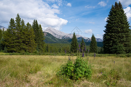 加拿大艾伯塔省班夫公园BowValleyParkway附近的景观环境路易丝图片