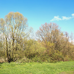 植物风景荷兰莱德辛达姆省Vlietlanden的春天黑莓灌木和粉红树的景观木图片