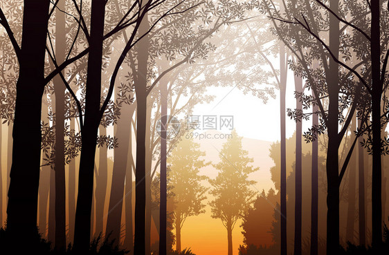 秋天的迷雾森林树林图片