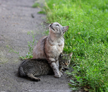 夏天绿色俏皮一只成年猫和小坐在草坪旁边的人行道上动物图片