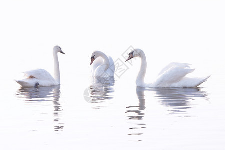 三个白天鹅在清晨高键的贝尔格莱德平静多瑙河上游泳三只白天鹅在宁静的水上游泳3只白天鹅正在水中游泳爱可的诺维科夫图片