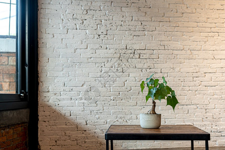 PhilodendronSelloum在木制桌板和墙壁上的植物锅中窗面白色房间老旧风格装饰并复制空间背景装饰风格桌子白色的图片