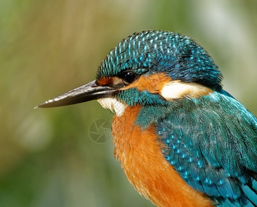 自然6月的波兰KingfisherPortrait对他的帐单眼睛和羽毛的看法钻石美丽图片