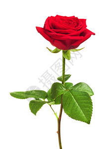 单红玫瑰花在白背景上孤立目的芽展示图片