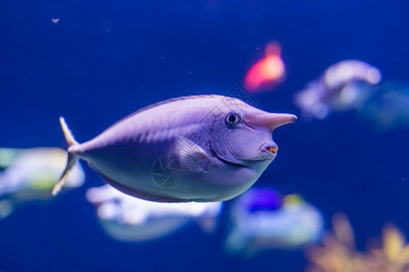 独角兽鱼有趣的热带类流行水族馆宠物的特近切肖像棘科活的鱼类学图片