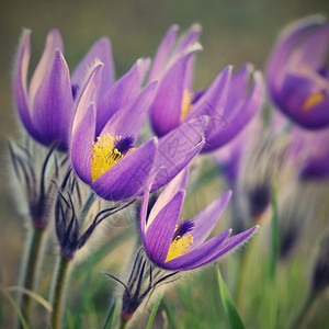 霸王小辣椒花瓣美丽的紫色小辣椒花普尔萨提拉大美人在日落时春草原上