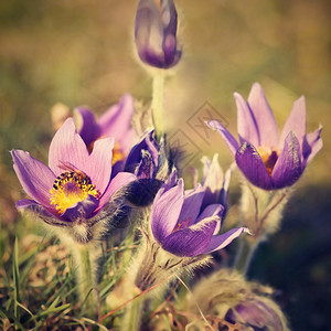 植物草地丰富多彩的美丽紫色小辣椒花普尔萨提拉大美人在日落时春草原上闪耀图片