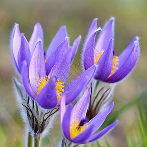 细节荒野美丽的紫色小辣椒花普尔萨提拉大美人在日落时春草原上闪耀天图片