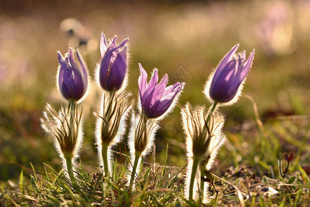 爱草地美丽的紫色小辣椒花普尔萨提拉大美人在日落时春草原上闪耀自然图片
