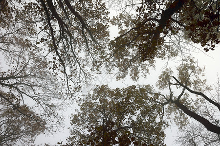 有雾户外薄中清晨橡树林冠的抽象视图图片