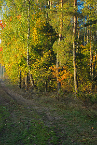 树林中叶多彩的森林路径清晨初秋对美丽的润滑或明信片观察为了有雾早上垂直图片