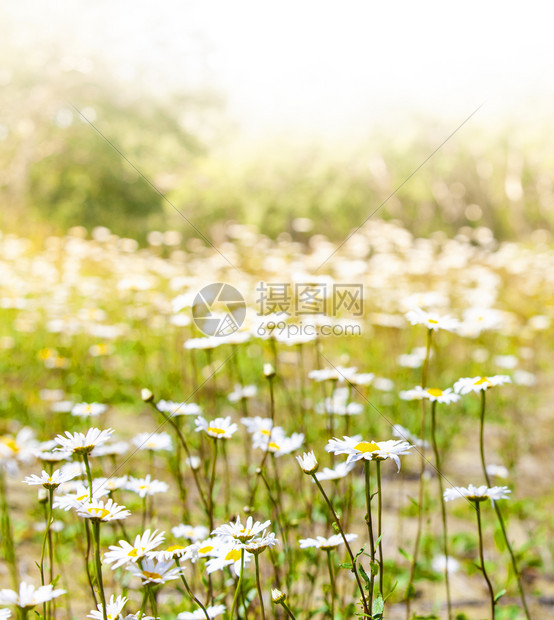 温泉雏菊太阳光下深处的焦米花朵草本植物图片