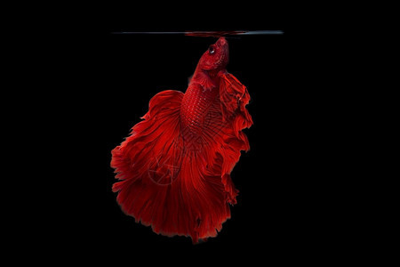 黑色背景中的红色斗鱼图片