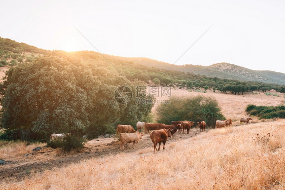 动物奶牛和在特列马杜拉的草原上图片