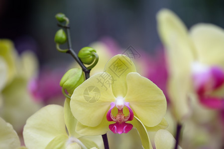 植物礼具有自然背景的美丽兰花选择焦点和模糊度分支图片