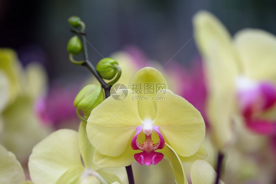 植物礼具有自然背景的美丽兰花选择焦点和模糊度分支图片