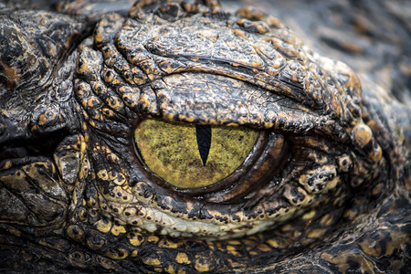 雕塑黑色的棕猎人黄眼凶猛而可怕的鳄鱼图片