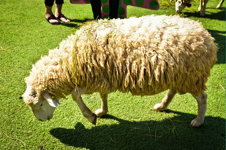 放牧暴民农场羊的羔图片