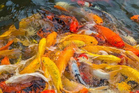 花多彩的科伊鱼在池塘游泳黑色的水反射图片