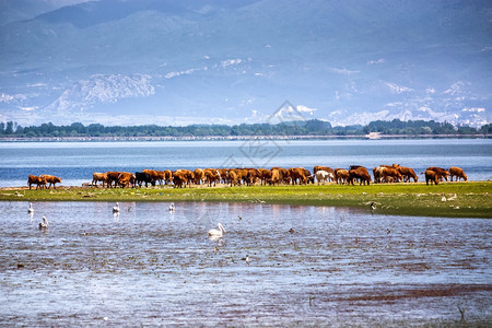 希腊北部Kerkini湖水牛国民自由河图片