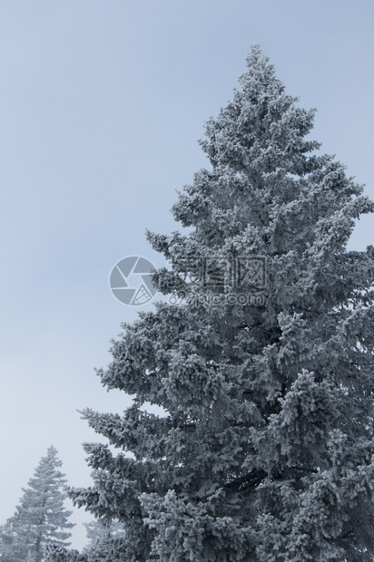 场景白色的连续下坡山冬季风景上雪覆盖的雨林图片