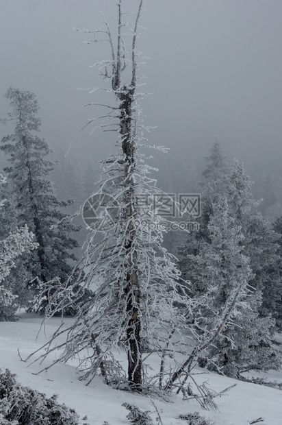 户外山冬季风景坡上雪覆盖的雨林非城市森图片