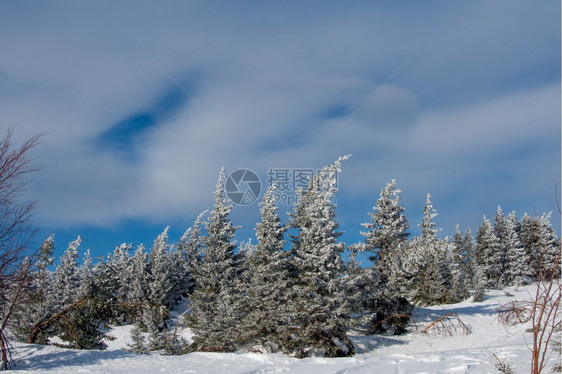 气候颜色冬天山季风景坡上雪覆盖的雨林图片
