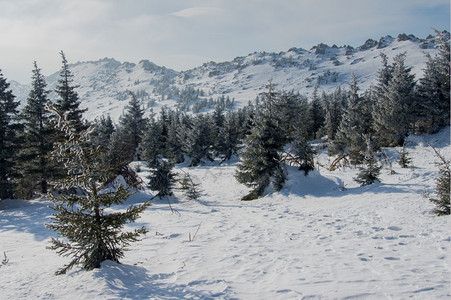 蓝色的山冬季风景坡上雪覆盖的雨林寒冷北极图片