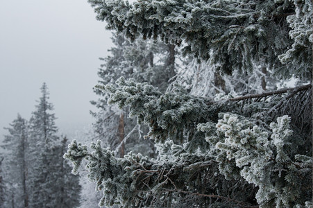 暴风雪白色的冰山冬季风景坡上雪覆盖的雨林图片