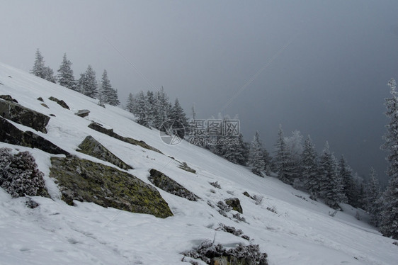 下雪温度乡村的山冬季风景坡上雪覆盖的雨林图片