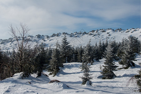 加拿大仙境山冬季风景坡上雪覆盖的雨林暴风雪图片