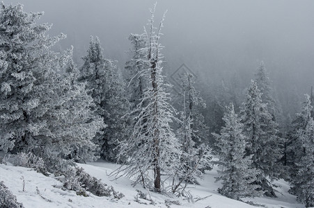 山冬季风景坡上雪覆盖的雨林针叶新鲜温度图片