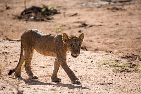 肉食动物危险游戏一只年轻的狮子走在沿途路上一只年轻的狮子走在路上图片