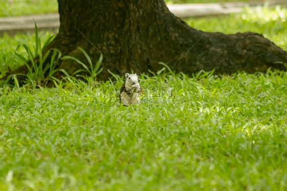 松鼠在公园的草坪上好奇坚果年轻图片